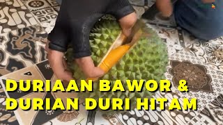 Agrotek  Durian Duri Hitam vs Durian Bawor Durian Lokal Bisa Bersaing [upl. by Ephrayim]