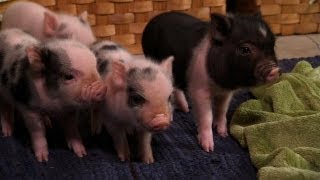 Perfectly Precious Potbelly Pigs  Too Cute [upl. by Lyndell948]