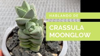 👩🏼‍🌾 Cuidados y Propagación de Crassula Moonglow [upl. by Nofets]