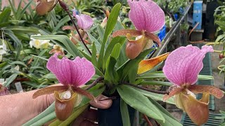 Colourful Paphiopedilum’s in the Paph greenhouse  Oct 2023 Eliteorchids [upl. by Ennaira]