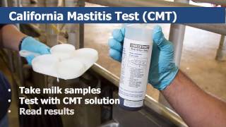 California Mastitis Testing for Dairy Cows [upl. by Eah69]