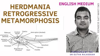 Herdmania retrogressive metamorphosis ascidian tadpole larva urochordata metamorphosis NEET [upl. by Suolevram]