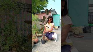 Rubber Plant Repotting plantscorner shorts youtubeshorts rubberplant gardening [upl. by Hermie]