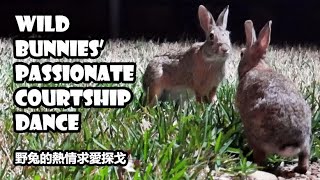 Wild bunnies passionate courtship dance  rabbits cavorting  mating dance sound on [upl. by Esinert560]