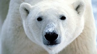 Dans la peau dun ours blanc  Vie sauvage [upl. by Mercie]