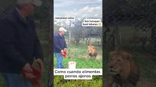 Alimentando a los leones leon lion felinos [upl. by Arundel]