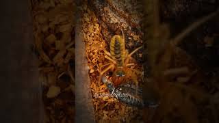 Camel spider vs Katydid 🔥🔥InsectWars insects fypシ゚viral arachnid wildlife [upl. by Yole]