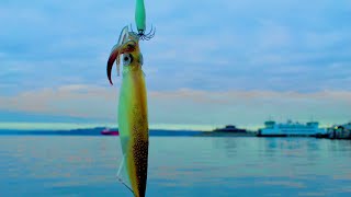 Catching and Cooking WINTER Squid Seattle WASHINGTON Puget Sound [upl. by Olyhs]