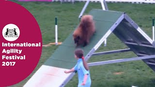 Kennel Club Starters Cup  Small Semi Final  International Agility Festival 2017 [upl. by Kcirdde856]