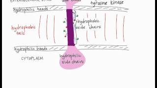 Transmembrane Proteins [upl. by Atse]