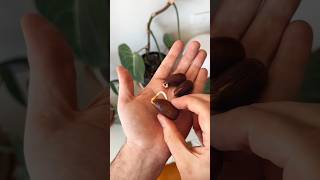 grow an oak tree from an acorn 🐿️🌳 diy plants howto acorn oaktree [upl. by Kassie]