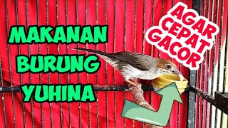 MAKANAN BURUNG YUHINA AGAR CEPAT GACOR  PAKAN BURUNG YUHINA [upl. by Pilar]