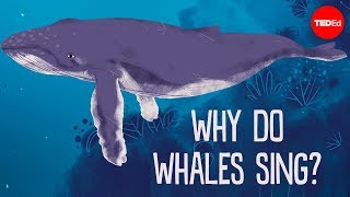 Why do whales sing  Stephanie Sardelis [upl. by Ahsaenat]