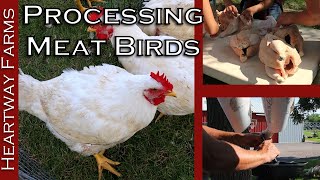 How To Process Meat Birds  Cornish Cross Chickens  Heartway Farms  Pastured Poultry Food Shortage [upl. by Seaden]