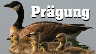 Prägung verständlich erklärt [upl. by Armalla]