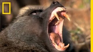 Baboon Attack  National Geographic [upl. by Light]