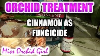 Using cinnamon with Orchids  Recipe for a non toxic fungicide [upl. by Inneg]