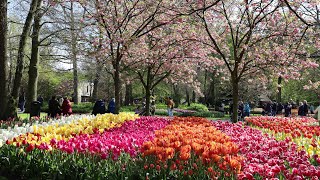 Keukenhof 2023  Colorful Tulips in Spring  4K [upl. by Earised]