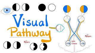 Visual Pathway amp its defects  Optic nerve  Optic Chiasm  Optic tract  Lateral Geniculate Body [upl. by Elamrej]