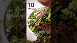 Fishbowl terrarium after 10 weeks [upl. by Aehsan]