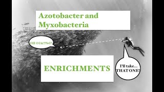 Part 16 Enrichments for Azotobacter and Myxobacteria [upl. by Ahsiki]