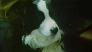 80s UK TV Advert  Carling Black Label  Sheepdog [upl. by Dauf]