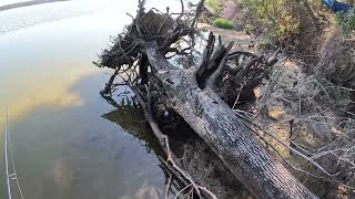 Freshwater Fish  Catch amp Cook  Sam Houston National Forest [upl. by Xenophon]