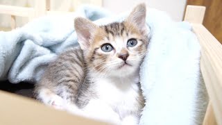 これが子猫がナデナデのお代わりを欲してる顔です【赤ちゃん猫 保護猫】 [upl. by Ellehcyt]