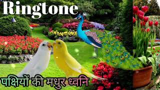 RingtoneBirds Sound Ringtone [upl. by Atterg940]