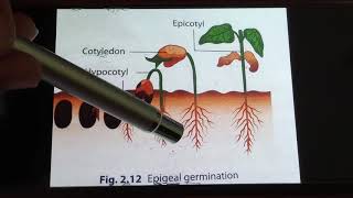 Epigeal and Hypogeal Germination [upl. by Astrix593]