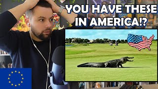 European Reacts to Top 10 Most Dangerous Animals in the USA IM SCARED [upl. by Dianna493]