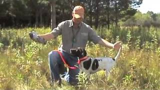 Free Hunting Dog Training Videos  Willow Creek Kennels  Positive Reinforcement Training [upl. by Aseen]