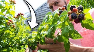 How to Prune Raspberries for BIGGER Harvests [upl. by Gabriella]