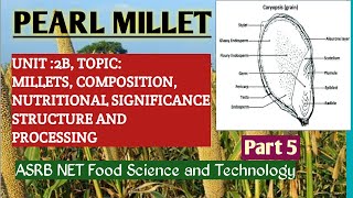 PEARL MILLET PREPARATION OF ASRB NET FOOD TECH PART 5a [upl. by Drue]