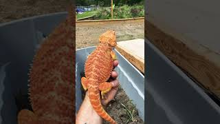 Red bearded dragon tortugaranch reptiles beardeddragon reddragon agamid [upl. by Yedorb]