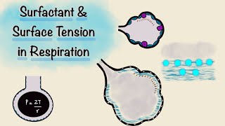 Respiratory System Ventilation [upl. by Thalia]