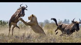 Documentaire Sur Les Lions Chasseurs De Gnous SAVANE [upl. by Katrine]