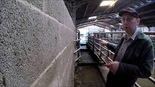 Livestock farm winter jobs Part 5 Footbathing dairy cows [upl. by Assiran]