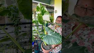 Add Alocasia Plant to Your Indoor Decoration Elegance Redefined shorts shortsviral indoorplants [upl. by Pirri727]