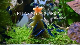 Relaxing Aquarium with Shrimp Holiday Special [upl. by Ettener392]