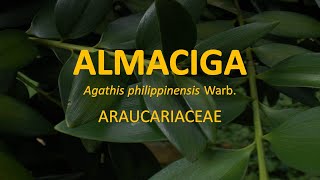 Almaciga Agathis philippinensis  Araucariaceae  Trees for Urban Spaces  Philippine Native Trees [upl. by Sugna665]