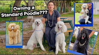 Owning a Standard Poodle  The Worlds most BEAUTIFUL Dog [upl. by Nicholas135]