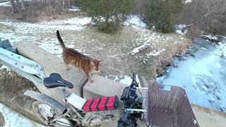 Training my Cat Pouncey to Ride an Electric Bike [upl. by Ahsikahs]