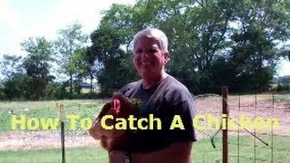 HOW TO CATCH A CHICKEN Without Running Around Like An Idiot [upl. by Inus]