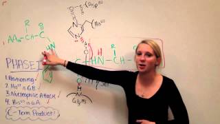 Chymotrypsin Mechanism [upl. by Fachanan281]