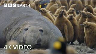 Incredible 4K Nature Scenes Narrated By David Attenborough  BBC Earth [upl. by Fidelas]