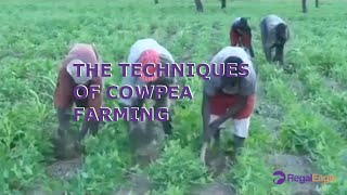 Amazing Agriculture The Techniques of Cowpea Farming [upl. by Im875]