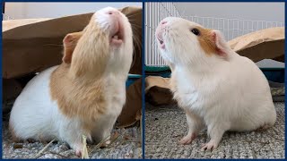 Butternut is a special guinea pig [upl. by Eey]