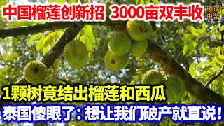 中国榴莲创新，3000亩地双丰收，1颗树竟结出榴莲和西瓜，泰国傻眼了：想让我们破产就直说！中国榴莲 榴莲种植 种植业 [upl. by Derayne]