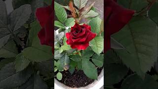 How to Grow Roses Plant at Home 🌹 💐 Propagation of Roses plants shorts flowers [upl. by Ecinaj]